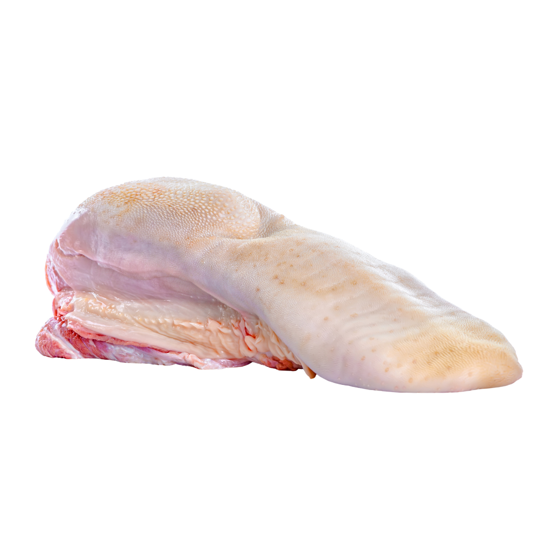 raw beef tongue on white background
