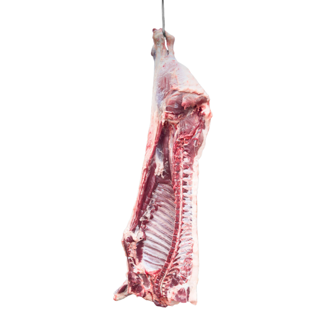 Raw beef carcass hanging on a hook against a white background