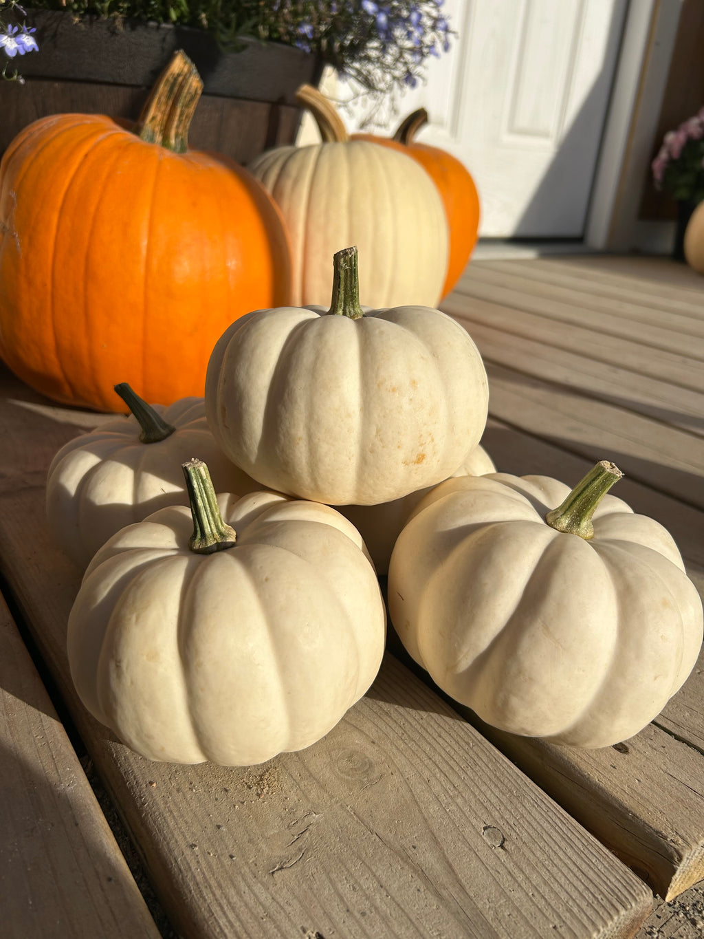 Pumpkins