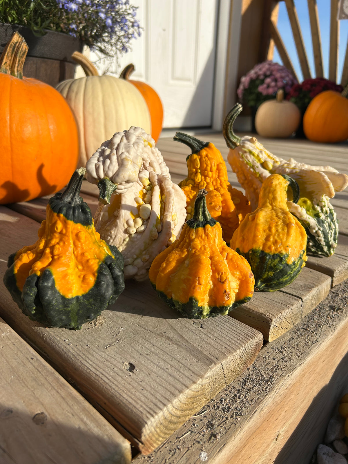 Pumpkins
