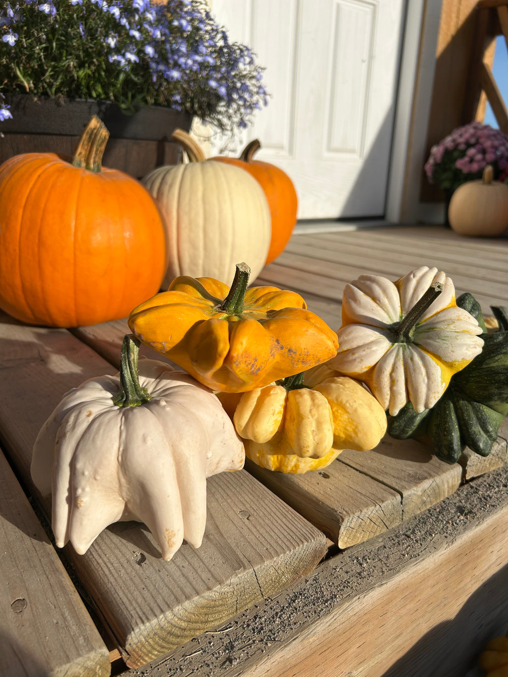 Pumpkins