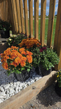 Fall Mums