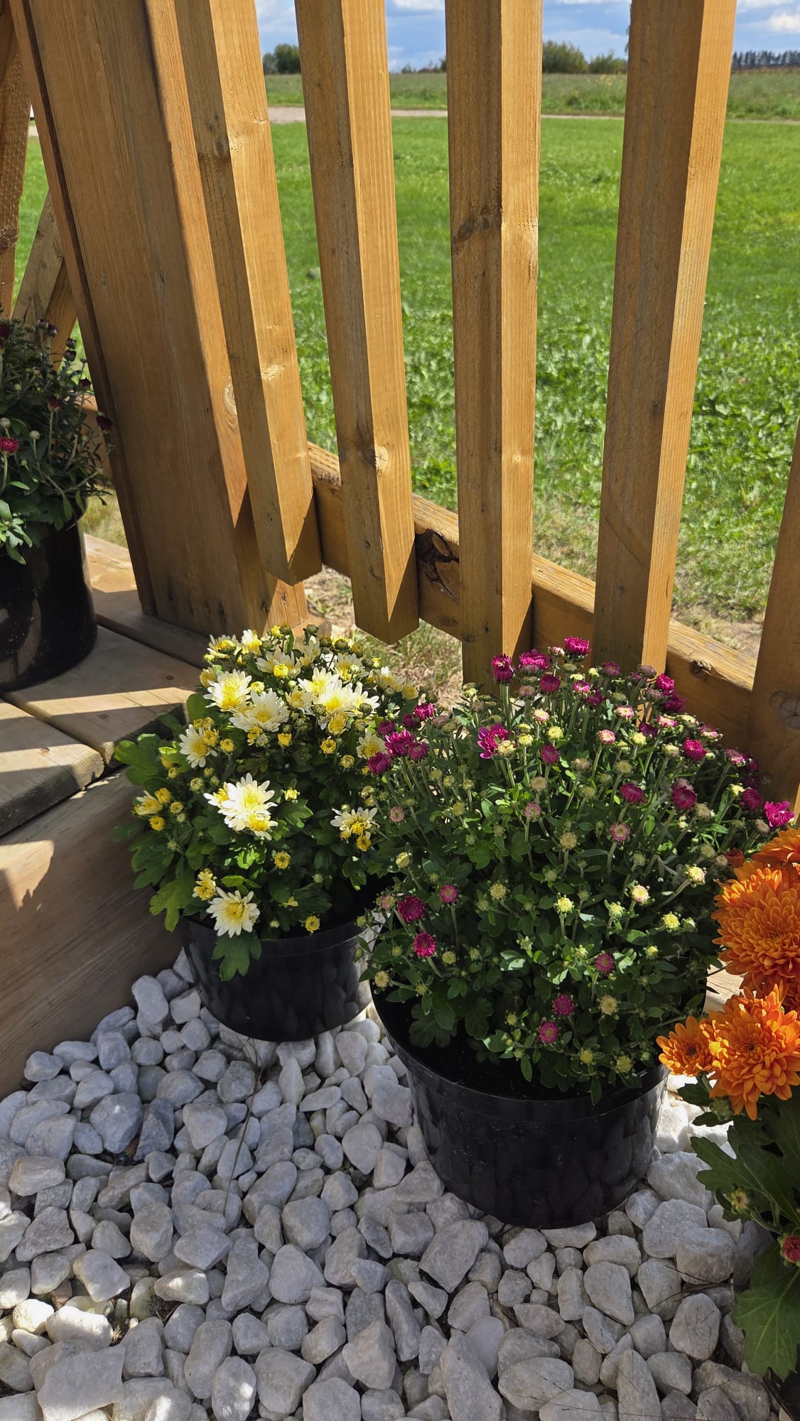 Fall Mums