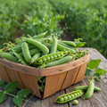 Fresh Peas - Available July 23rd after 5 PM!!