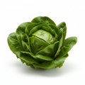 Iceberg and Nevada Lettuce - NOW AVAILABLE!!!